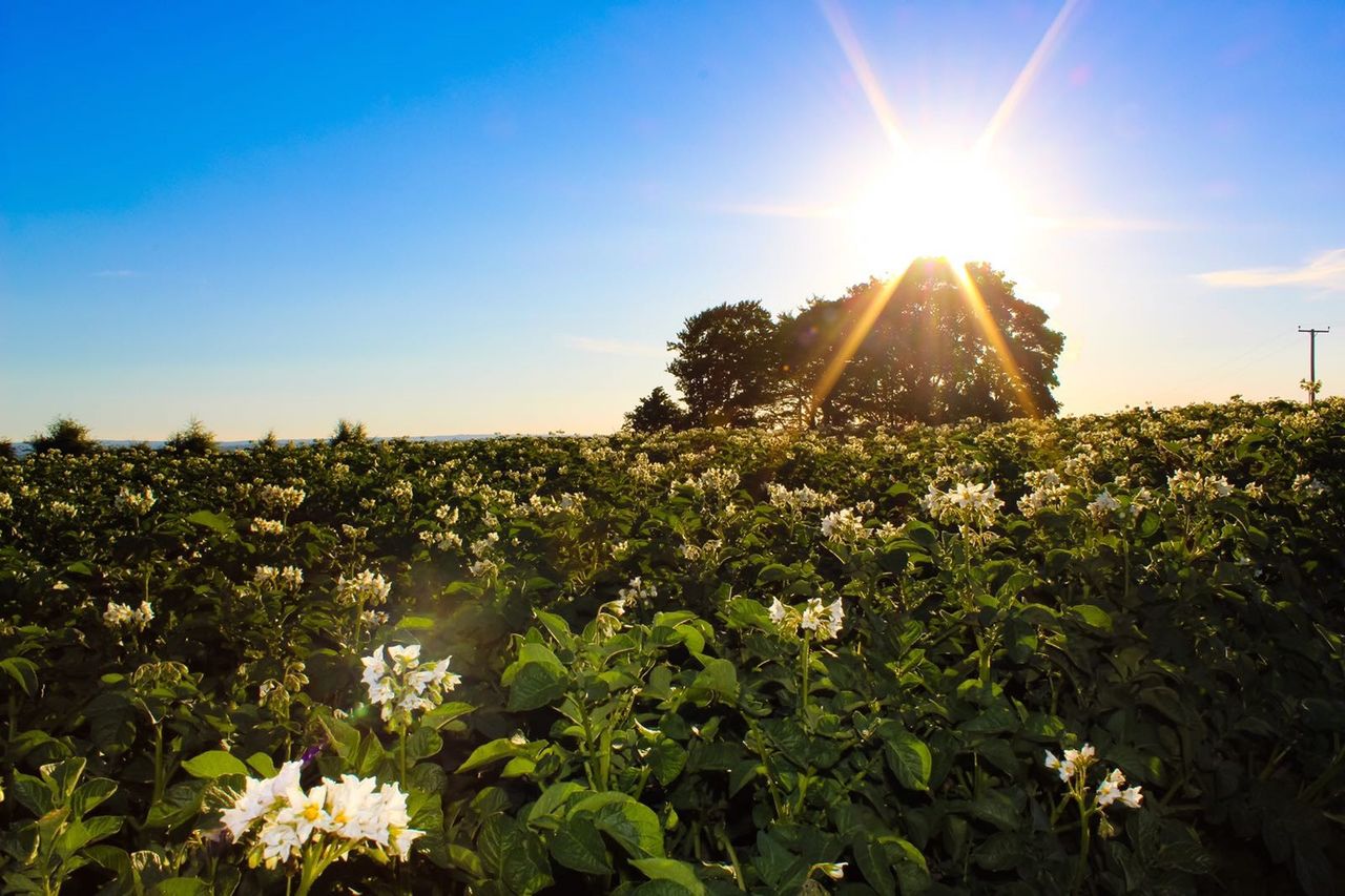 Farmers invited to have say on ABCB Agriculture Strategy