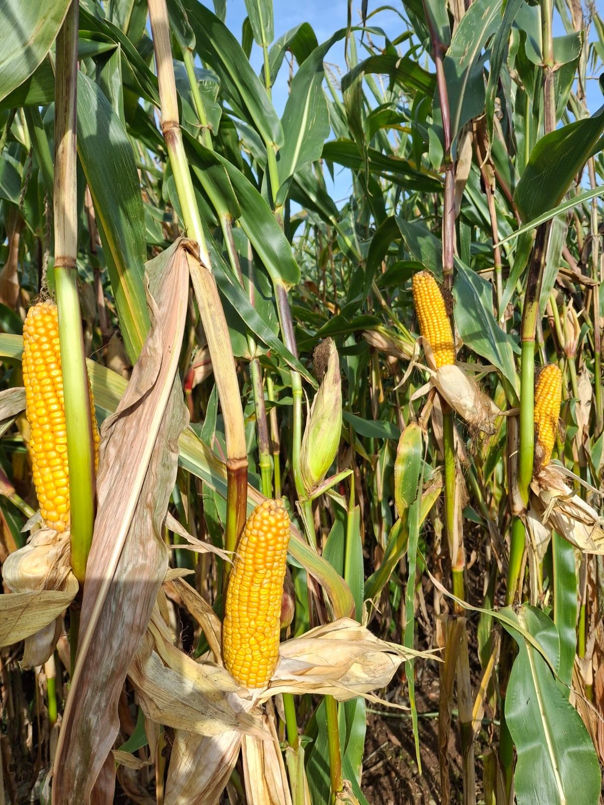 Forage maize harvest yields top 20t/ac as harvest wraps up