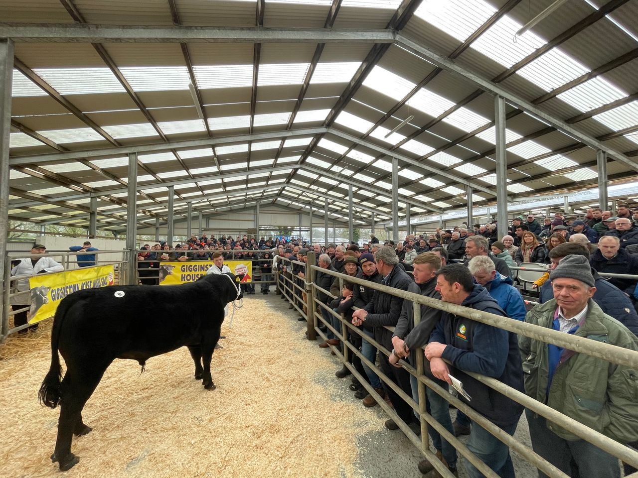Pics and Prices: Gigginstown Angus sale bulls and heifers