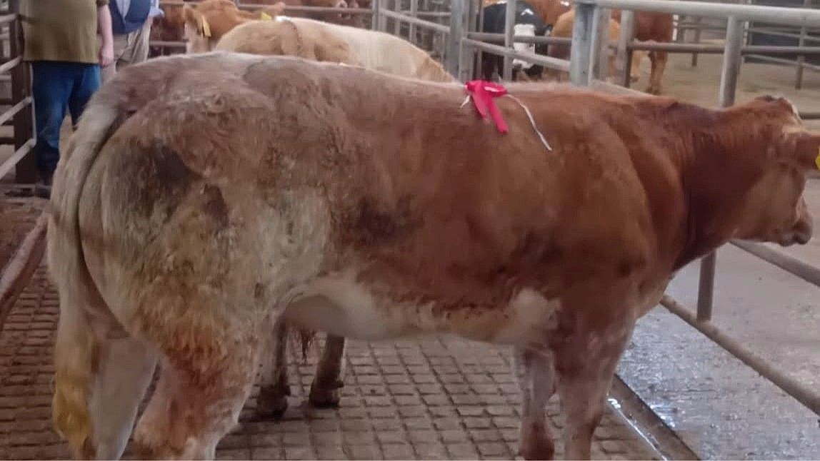 The 410kg Belgian Blue-cross heifer sold for €7,110 at €17.34/kg