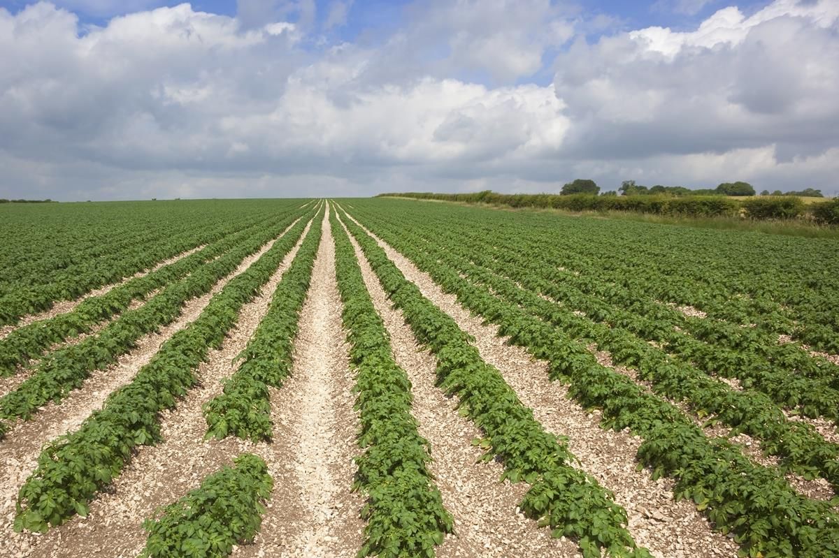 Ireland produced only 0.6% of the EU's potatoes in 2014