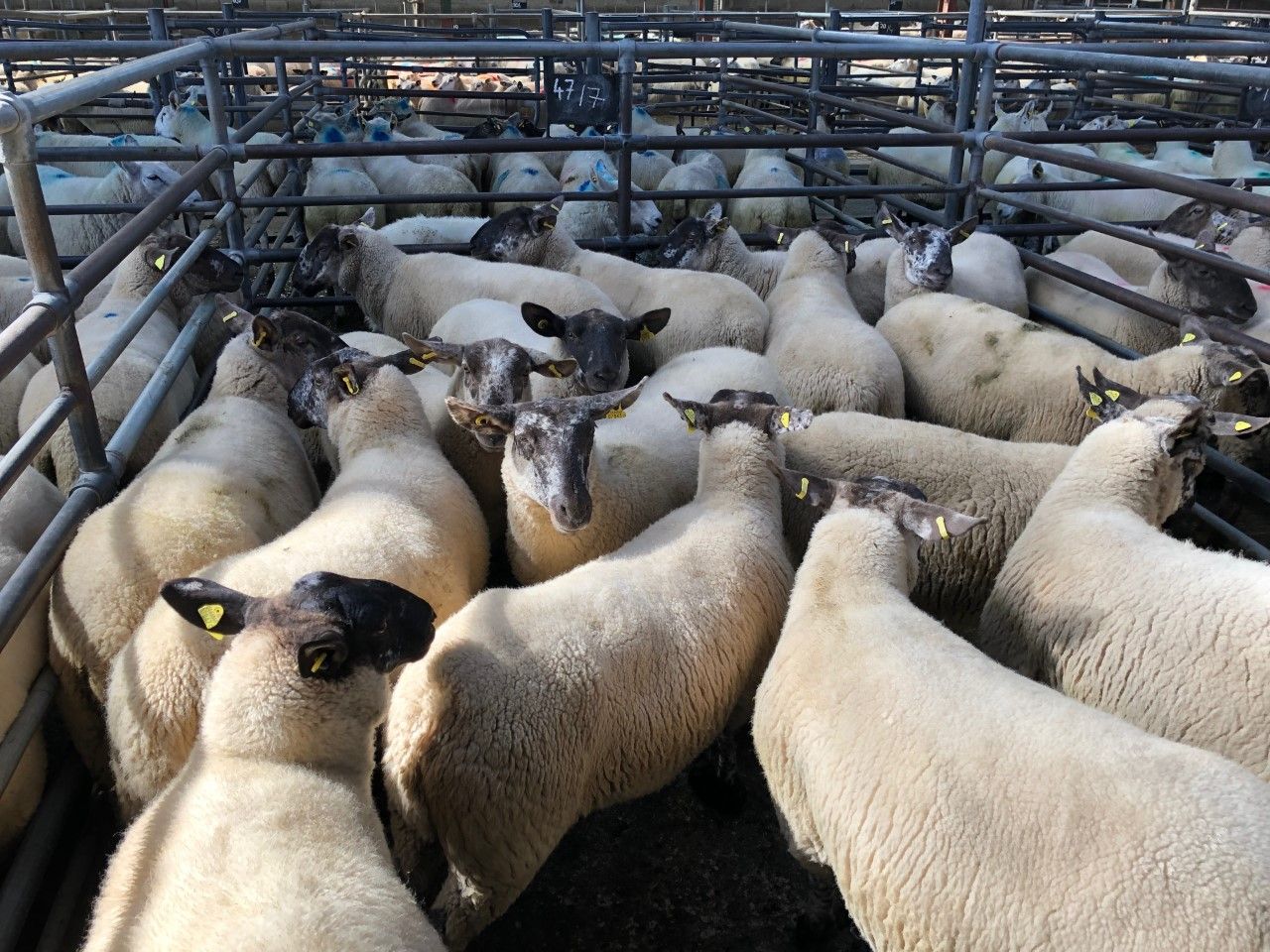 Sheep trade: Quotes firm - sheep kill drops nearly 6,000 head