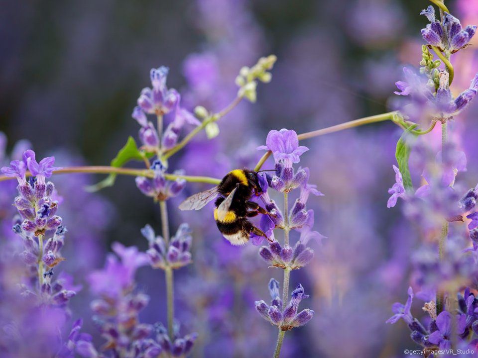 National Biodiversity Week celebrates Natura 2000 sites