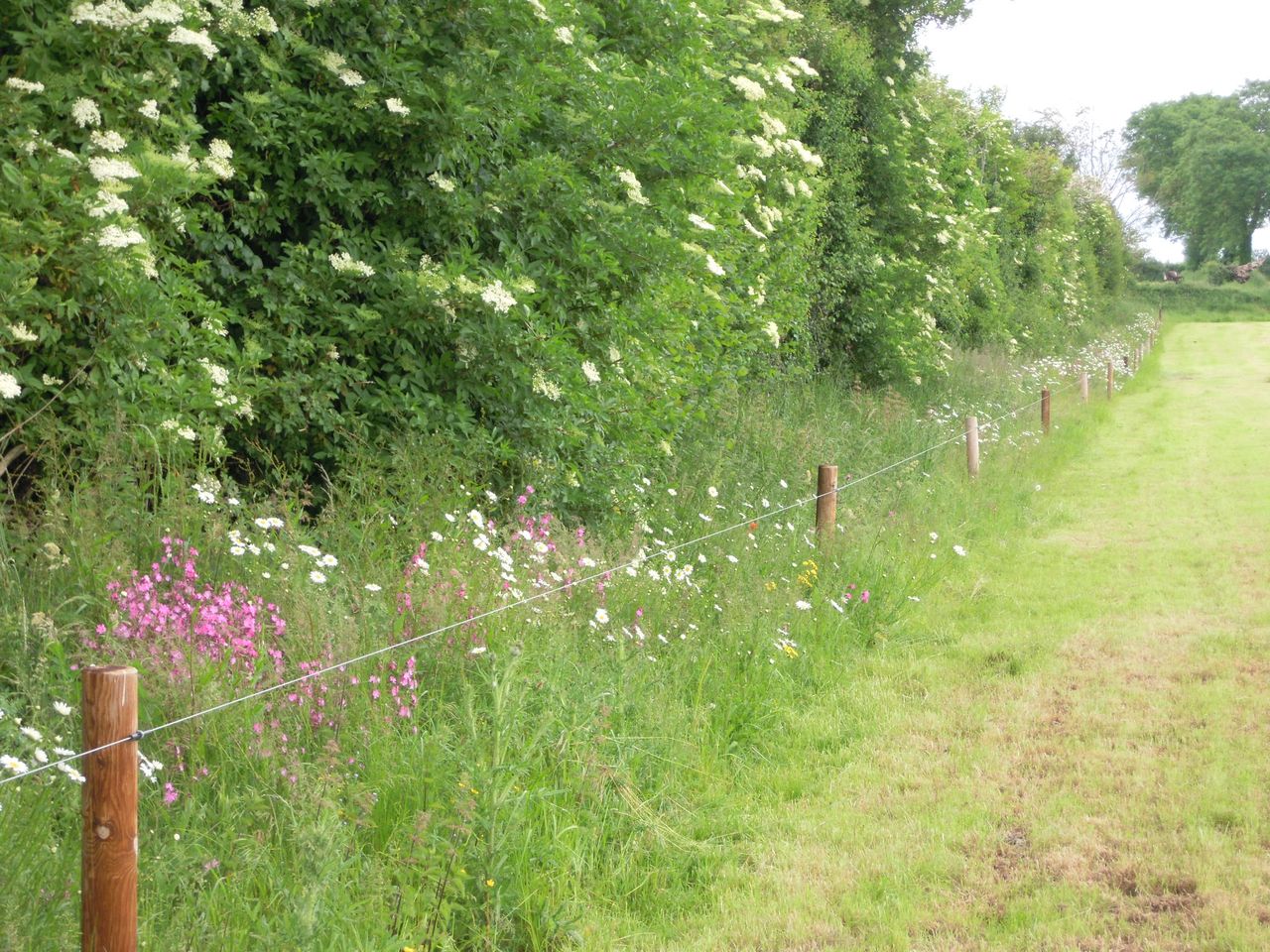 IFA clarifies ANC and wild bird cover concerns