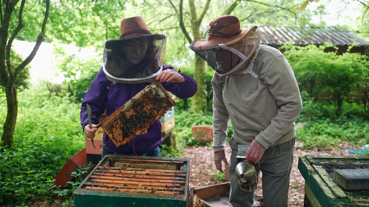 Watch: The importance of Ireland's native black honey bee