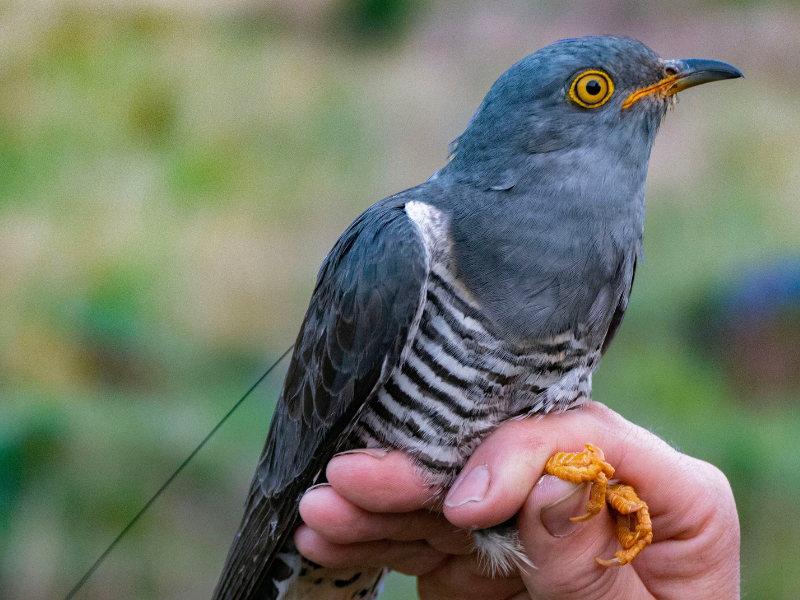 Tracked cuckoo touches down in Killarney after 9,000km journey