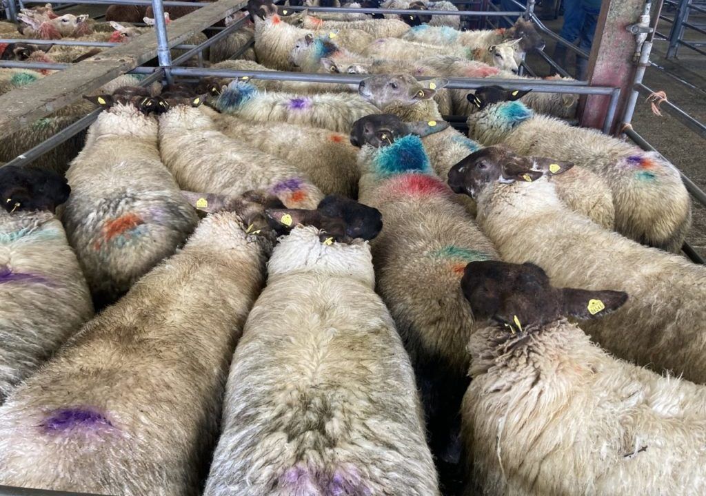 Sheep trade: Factory hoggets rise €9.20/head in 2 weeks
