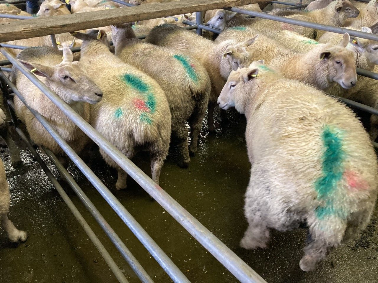 Sheep kill: Throughput for last week breaches 60,000 head