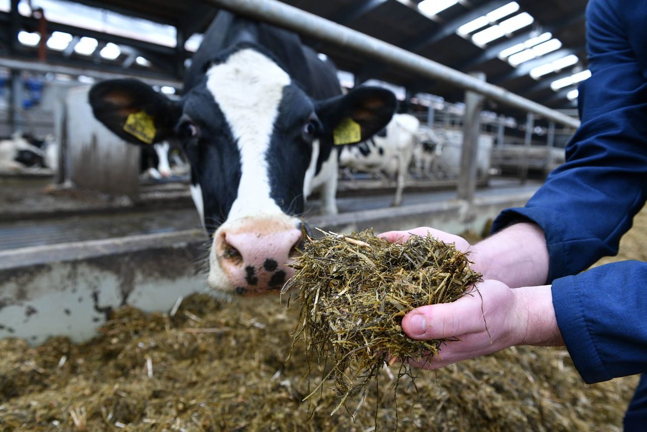 CAFRE: 'Encouraging' ammonia emissions results from dairy herd