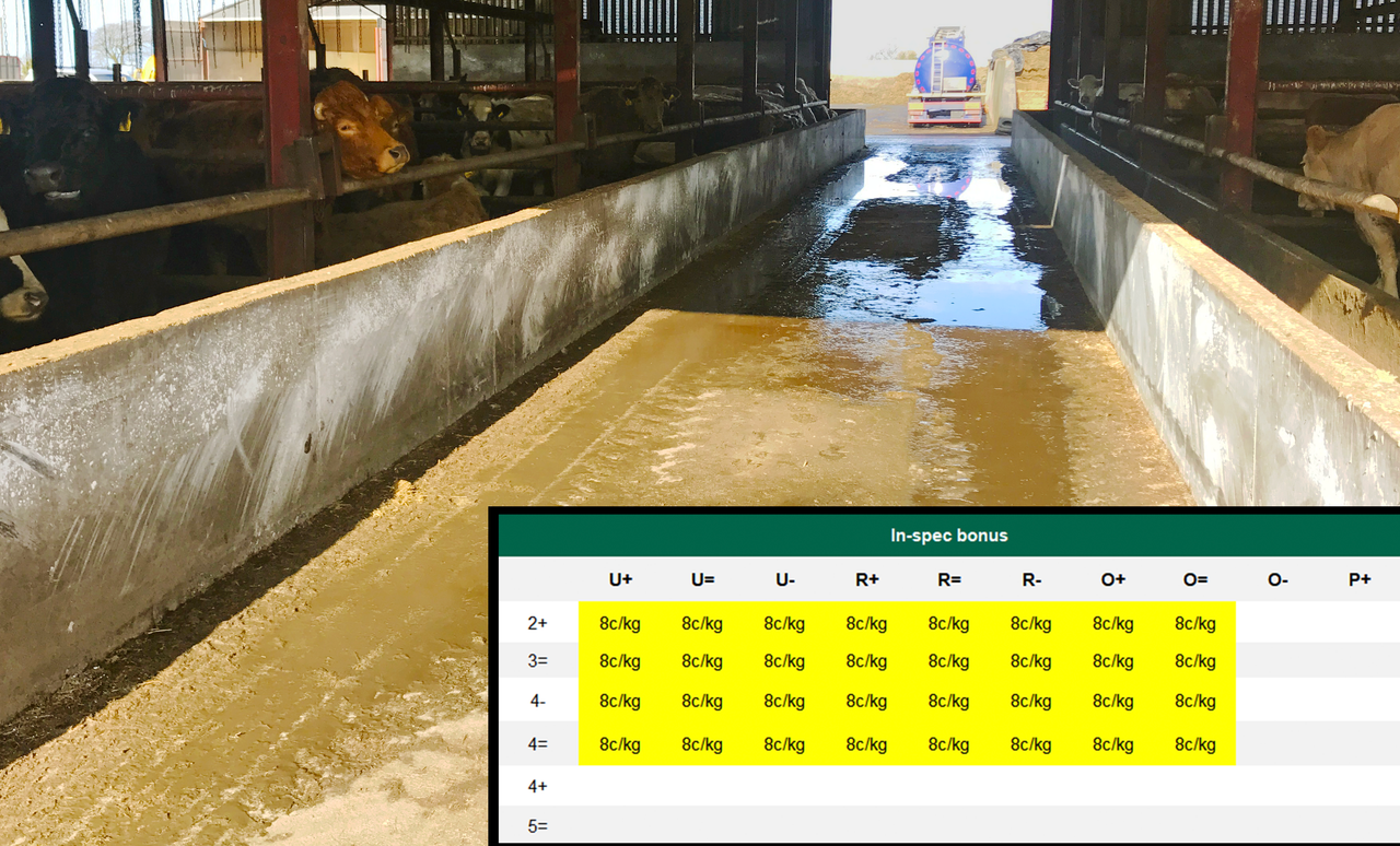 Beef trade: How the new in-spec bonus will be paid; plus prime cattle quotes unchanged