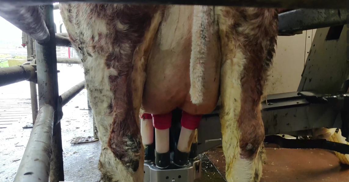 'We felt we would only get a few years out of a second-hand parlour, so we put in a robot'