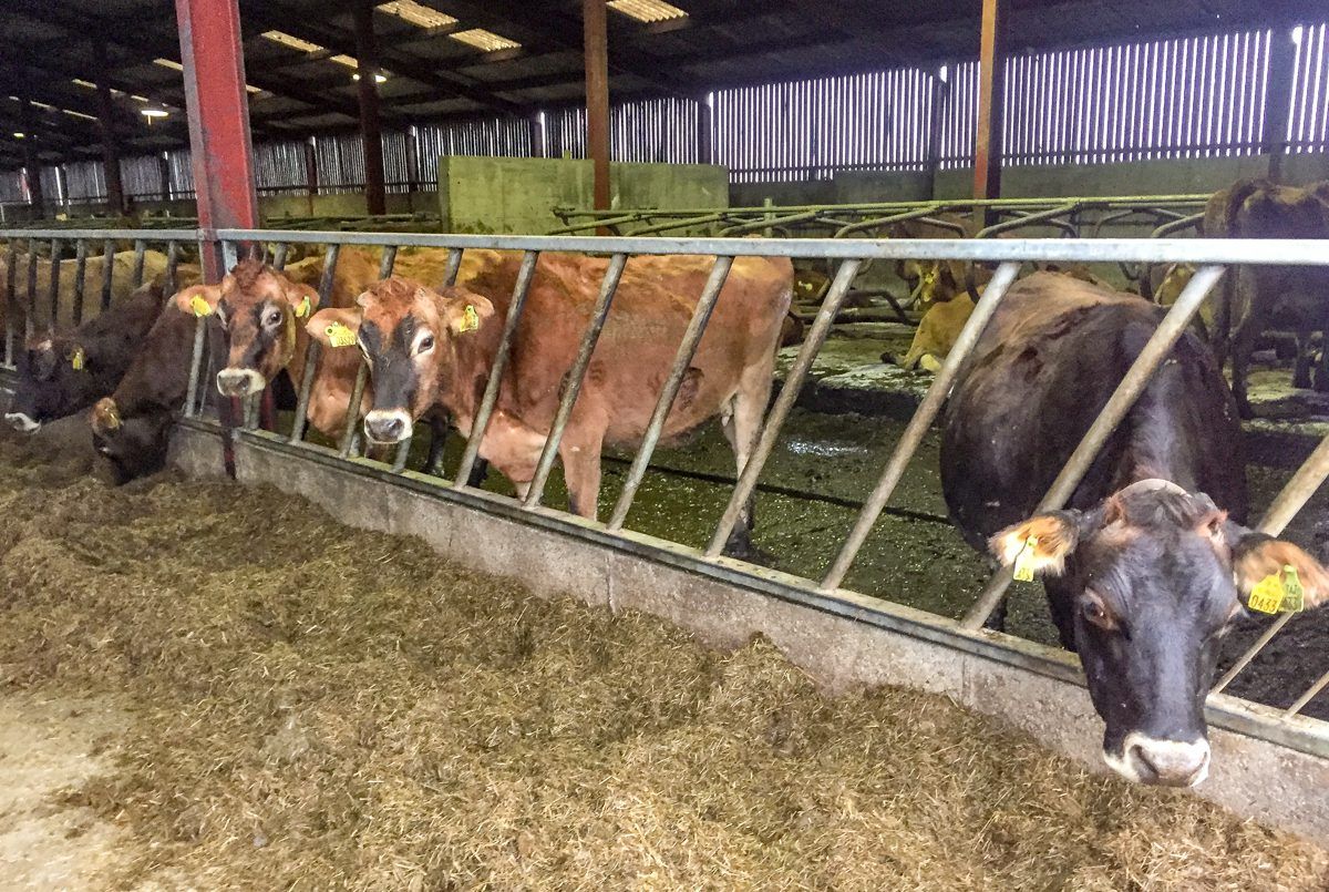 Dairy focus: Gearing up to calve 220 cows in February