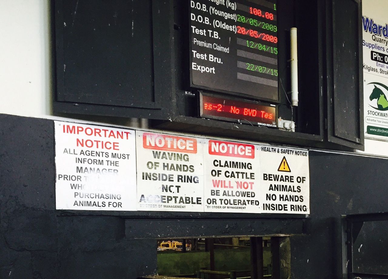 Pics: Clearance sale of 40 in-calf Limousin cows in Roscrea