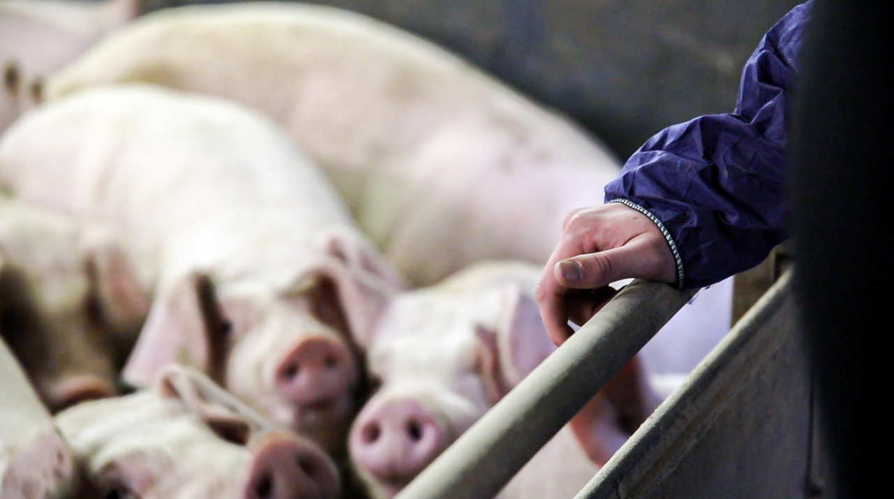 Public-private partnership required to help control African swine fever