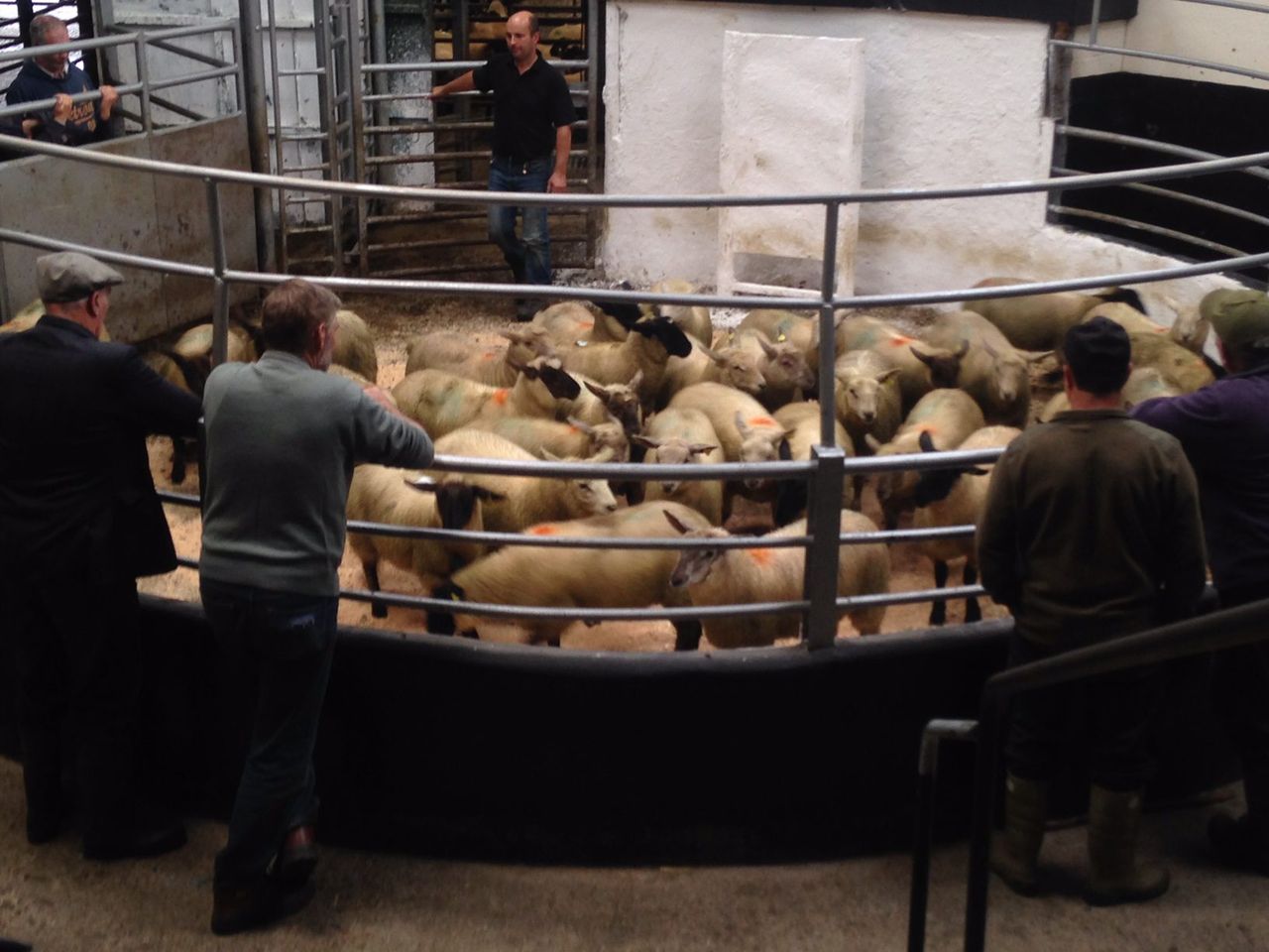 Sheep marts: Store lambs remain steady but hogget ewe buyers remain scarce