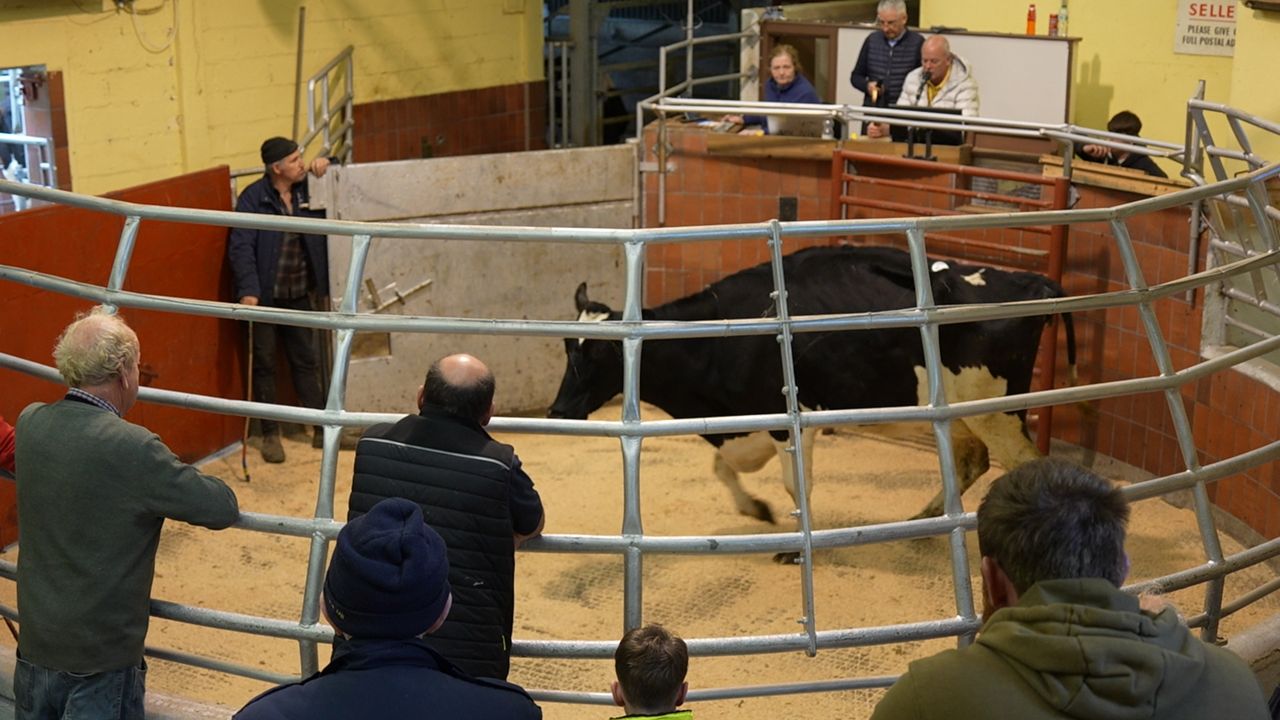Watch: Trade steadies as buyers remain active at Blessington Mart