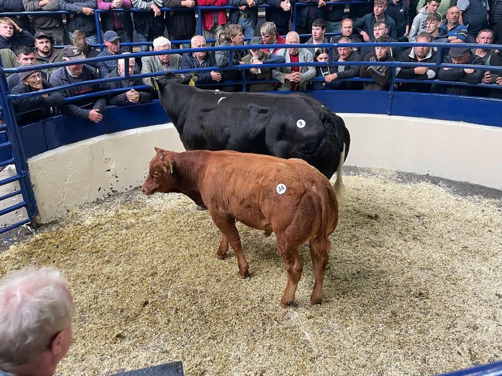 €4,650 for suckler pairings at Bovanto sale in Carrigallen