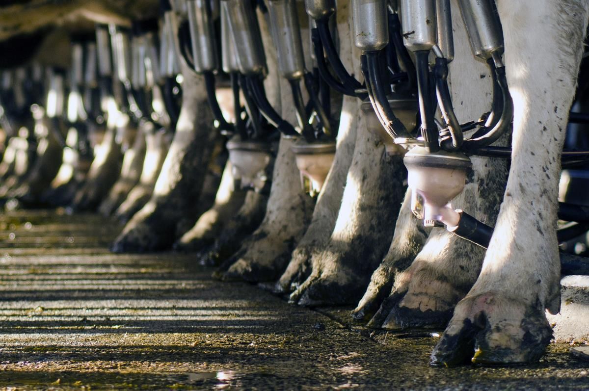Glanbia and Lakeland increase milk prices for September