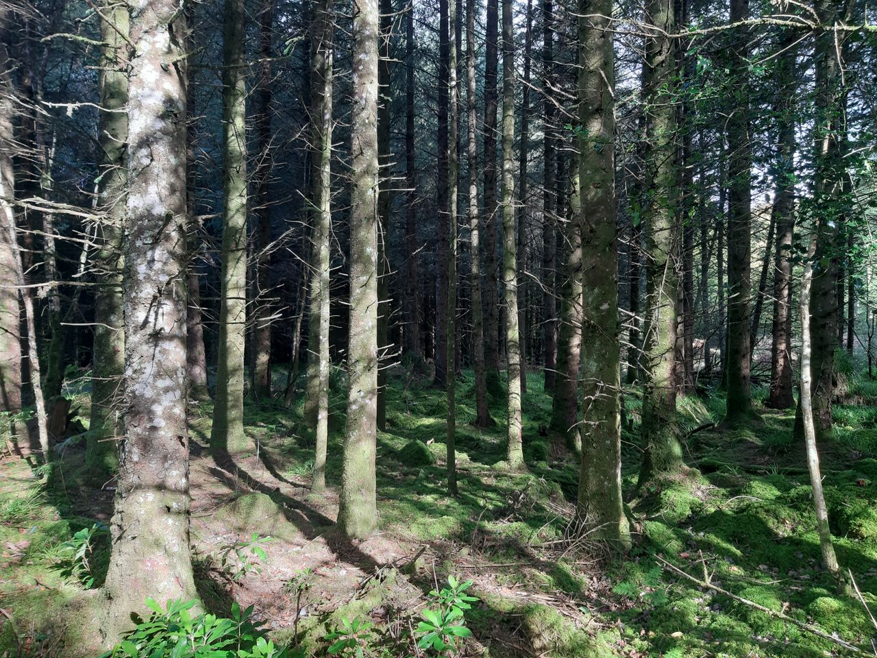 Over €58m spent on forestry supports so far this year - minister