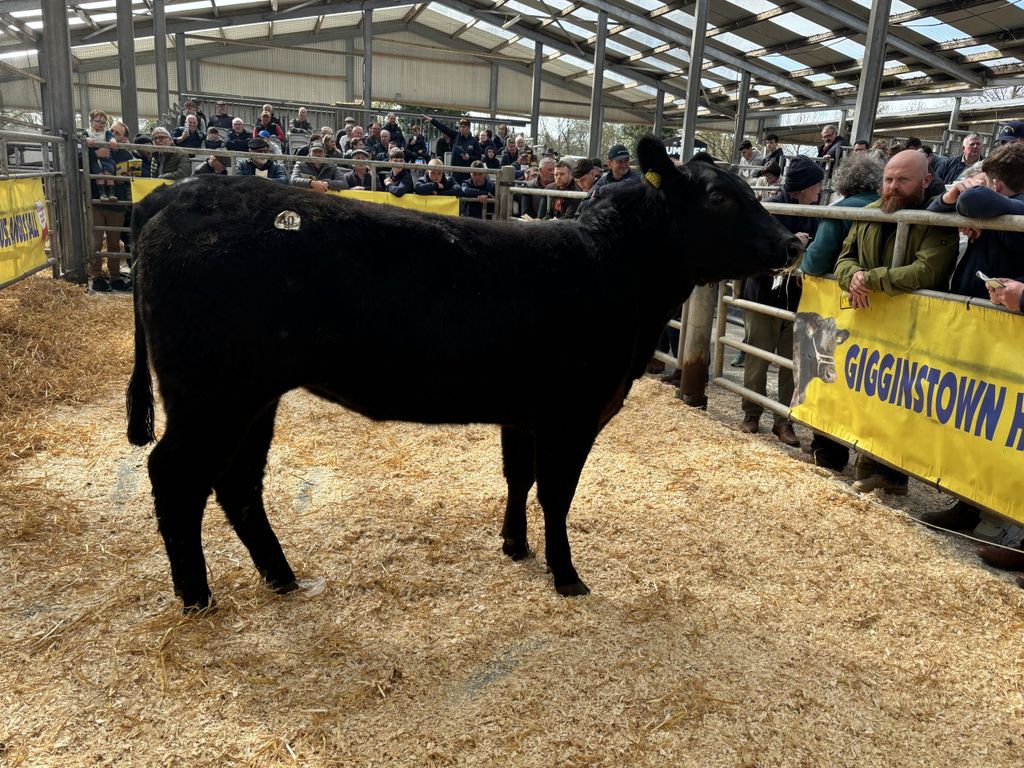 Lot 40 Gigginstown Black Lotus sold for €6,400 in calf to Gigginstown Lord Belvin