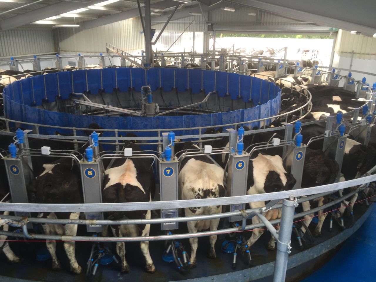 Moving from 75 to 400 dairy cows to generate income for two families
