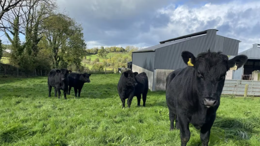Factory quotes: Beef prices moving back towards €7/kg for prime cattle