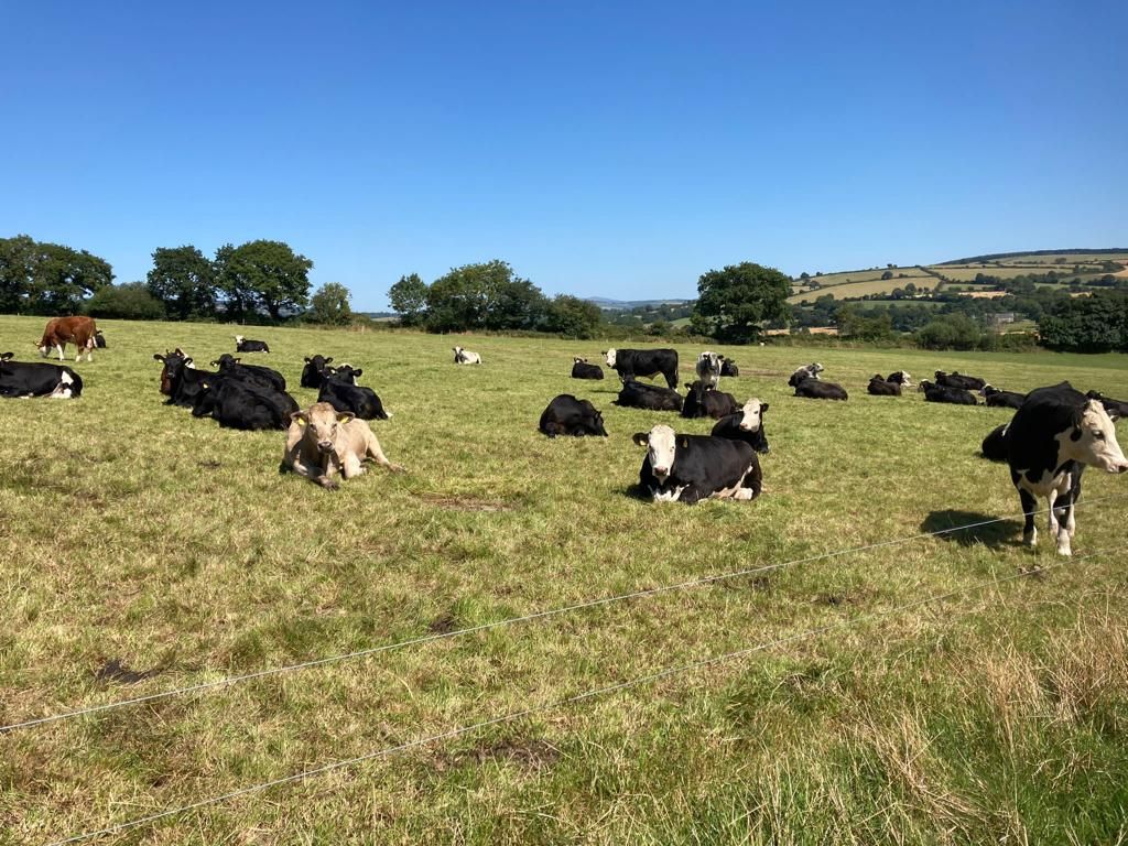 ABP Demo Farm: 2021-born heifers begin finishing phase