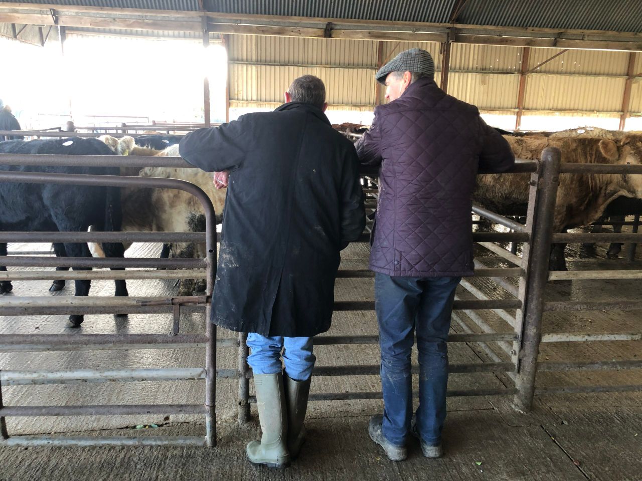 Fair farmer beef price: Are EU shoppers concerned about it?