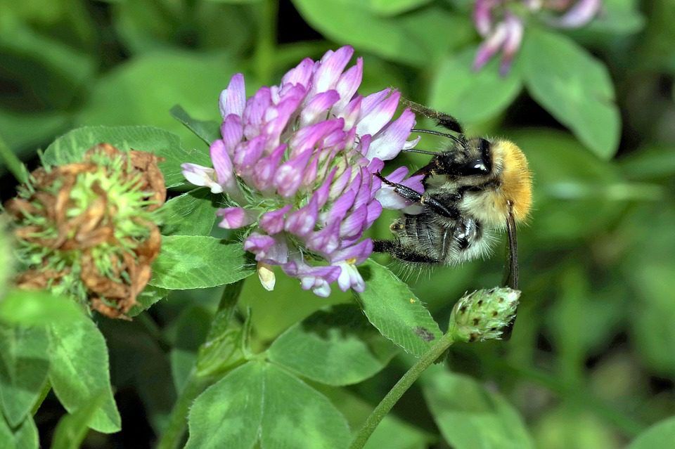 MEPs calling for a reduction in pesticide use