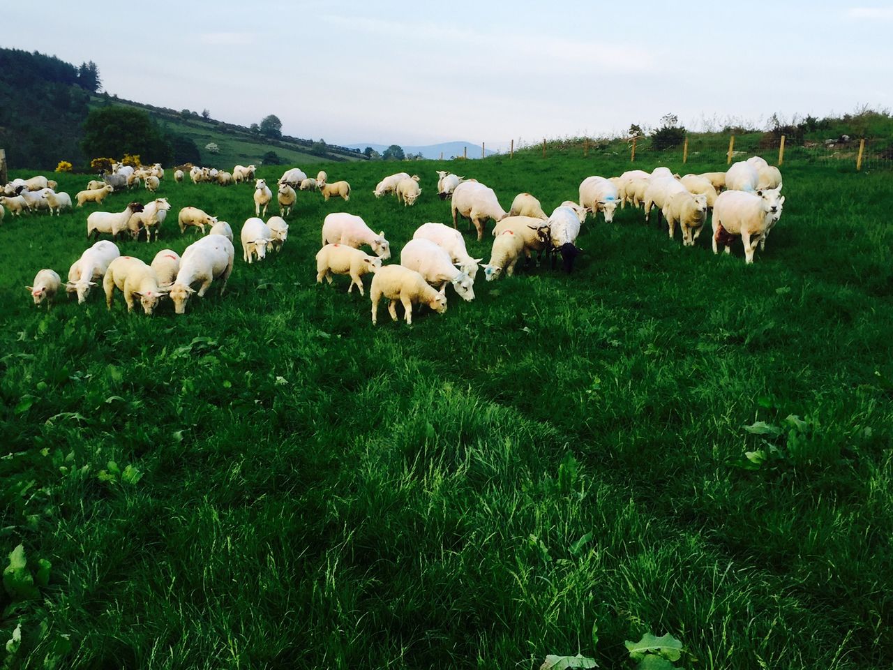 'Marauding dogs can inflict horrendous damage on a sheep flock'