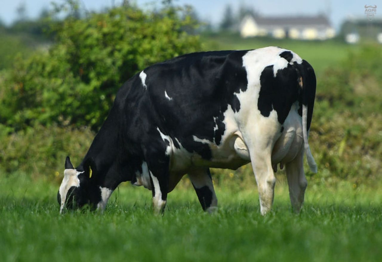 Top 75 bulls on the Active Bull List are all Irish-bred
