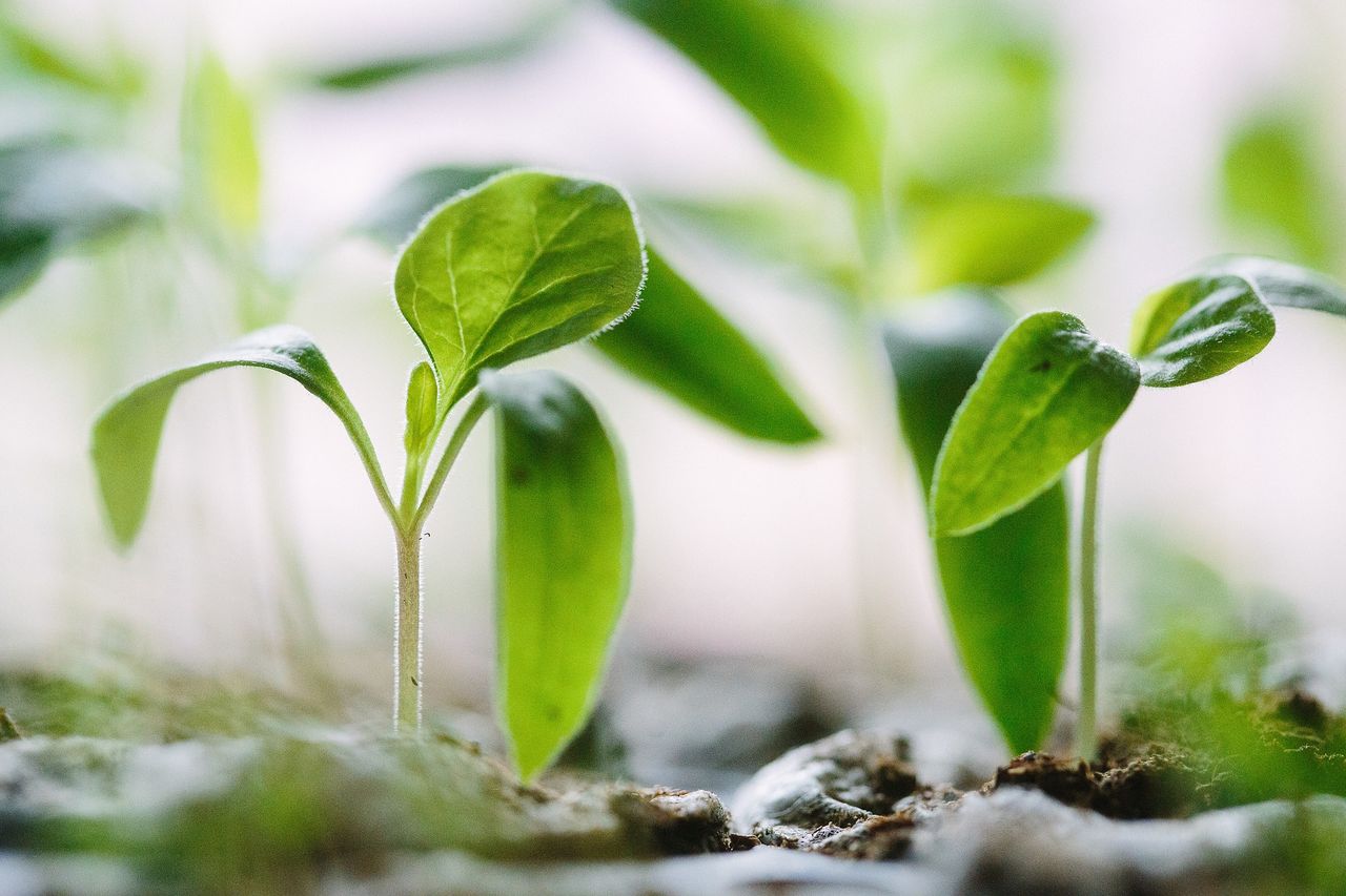 Bioeconomy Ireland Week begins today
