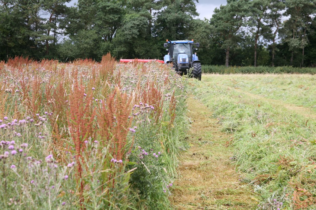 Rat's-tail fescue - another grass weed we don’t need