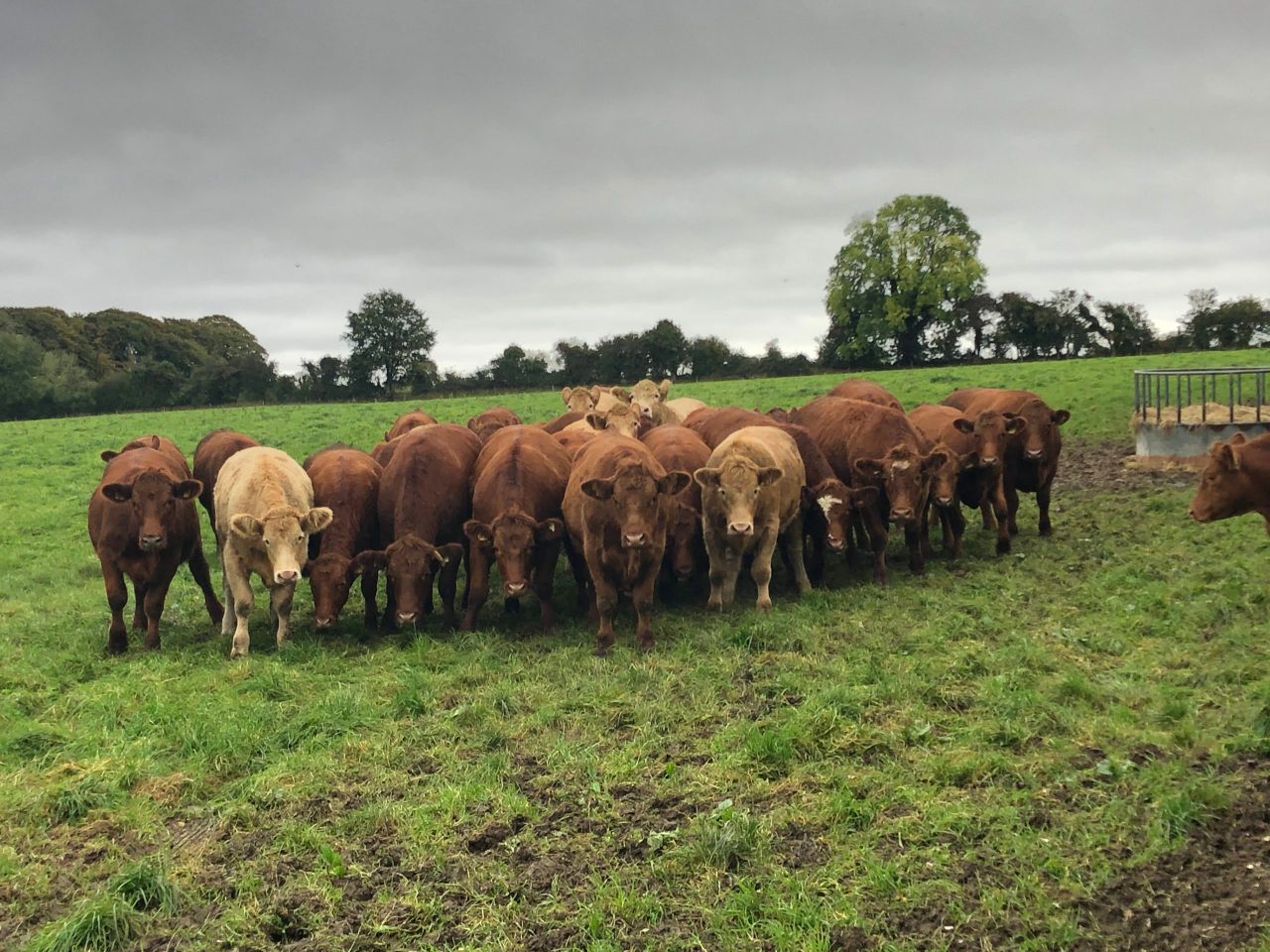 Bord Bia confident of strong cattle trade for 2022