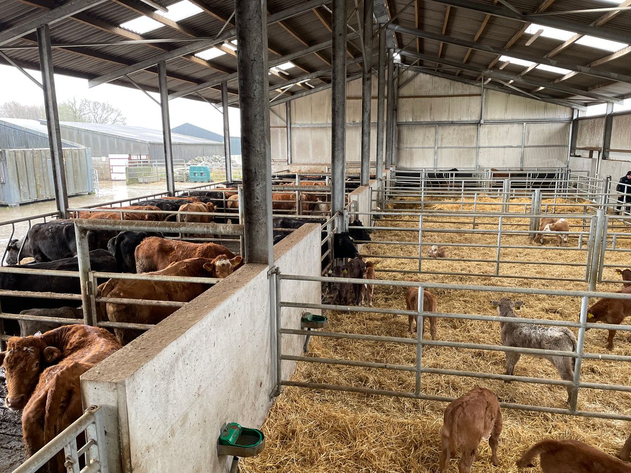 Beef Focus: Ideal suckler setup and more in Borrisokane