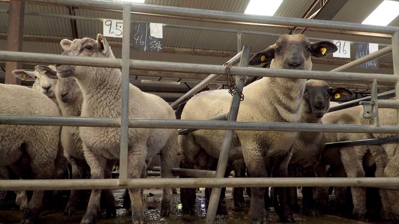 Sheep marts: Strong farmer interest for store lambs