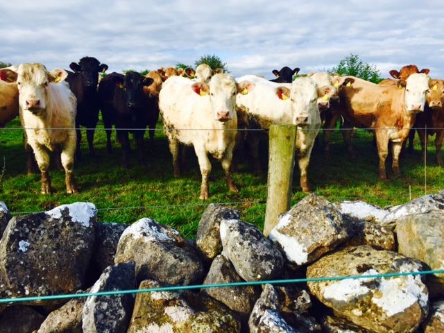 Teagasc blueprint for the beef sector to be ready for Ploughing