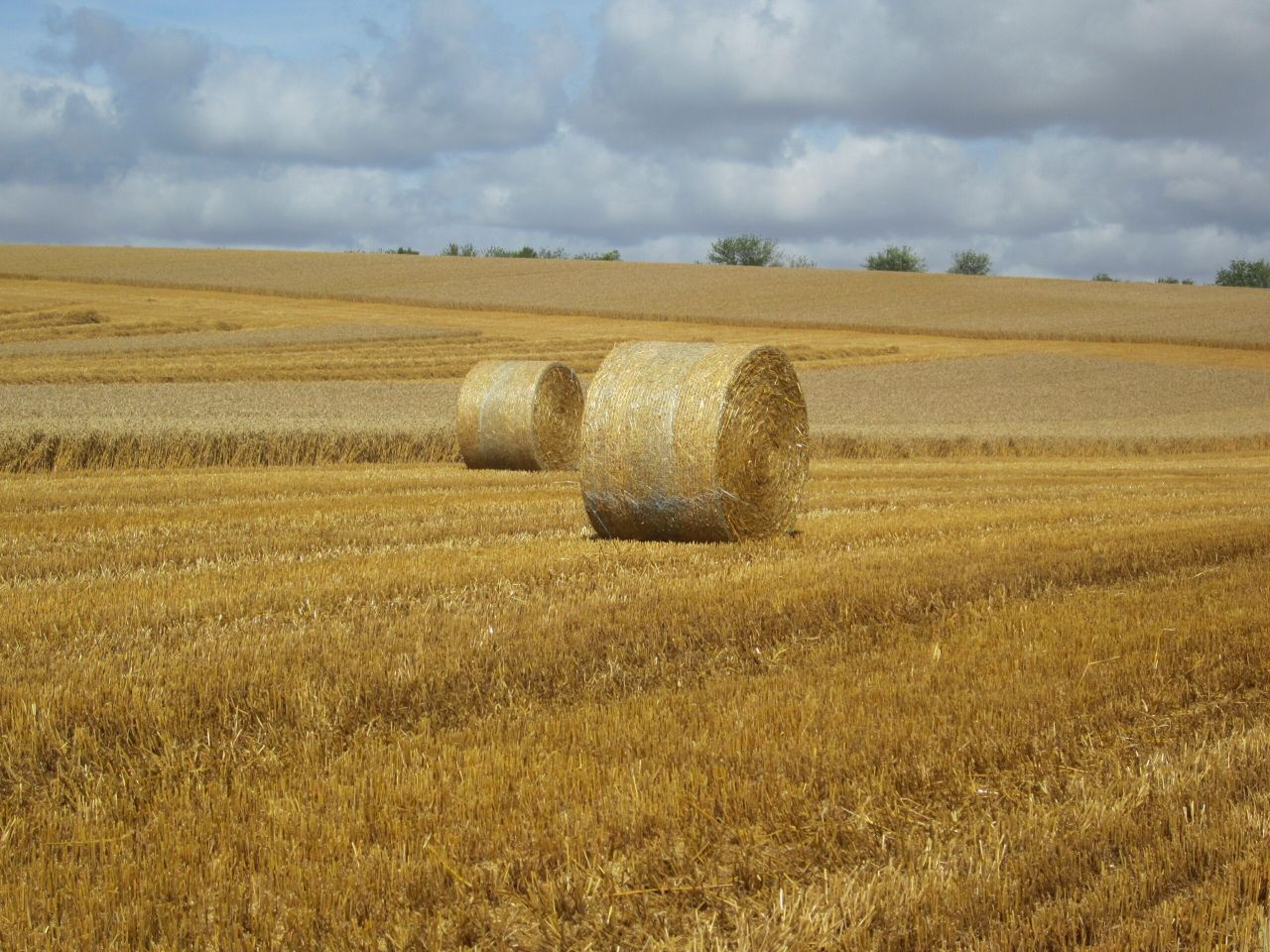 3 reasons why tillage farmers should attend this weeks Teagasc crops forum
