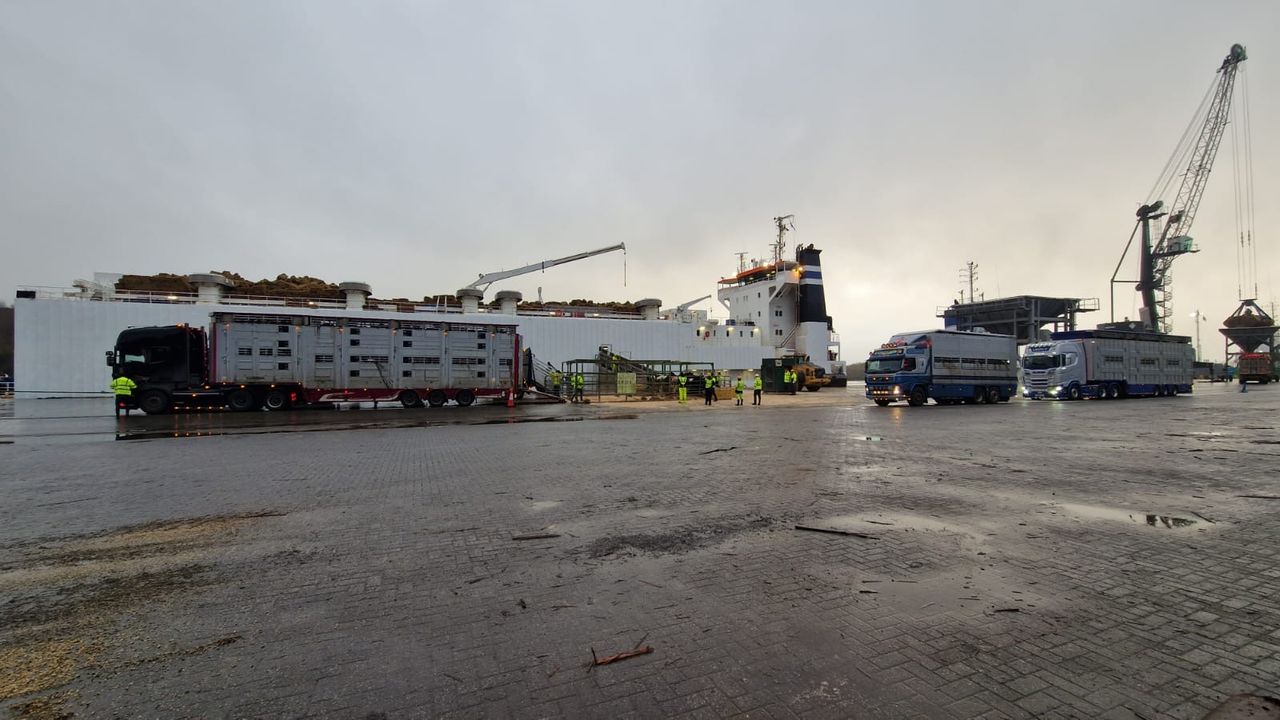 Watch: Shipping 1,600 cows from Waterford to Algeria
