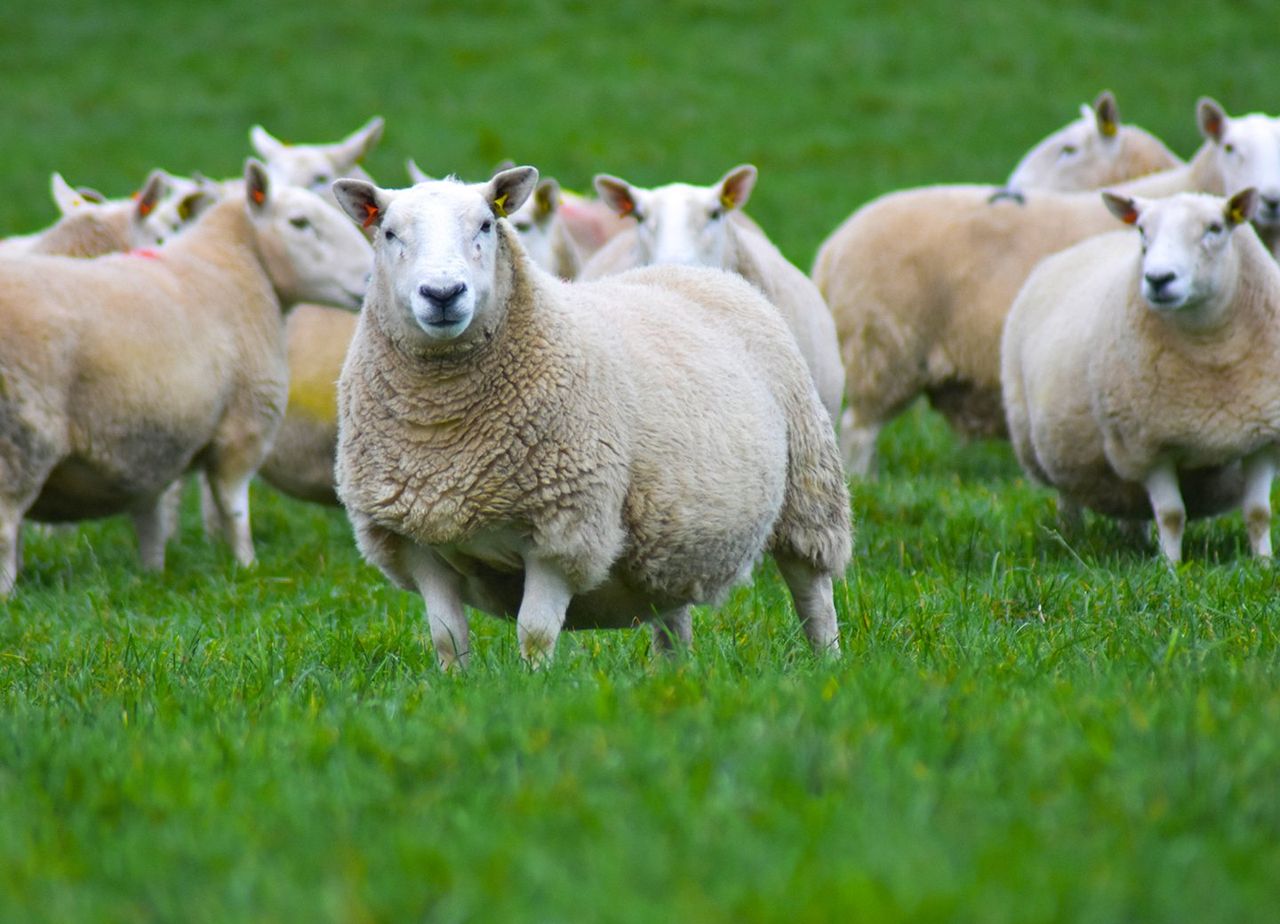 New Donegal Cheviot sheep group formed