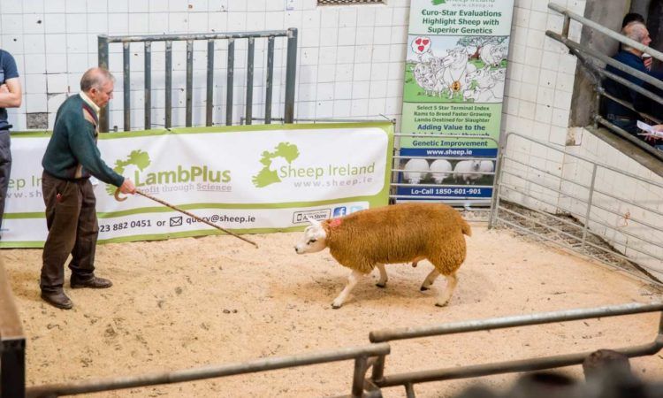 Number of LambPlus flocks jumps by 110 to over 850