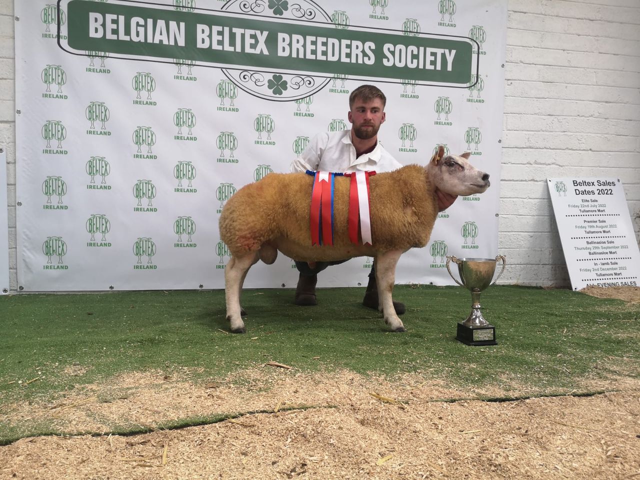 Belgian Beltex Breeders sale sees a record price of €3,400