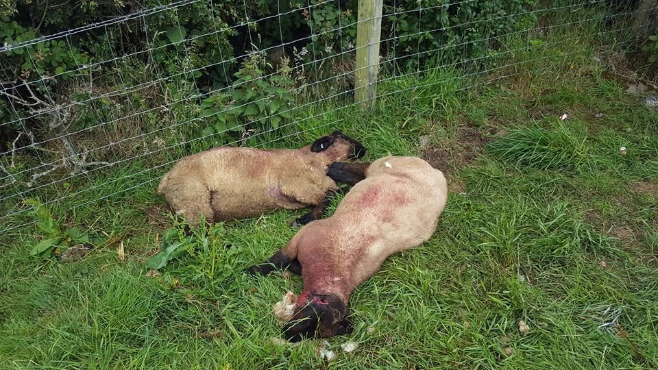 Graphic content: Sheeps' ears sliced off and 'throats stabbed' in malicious attack