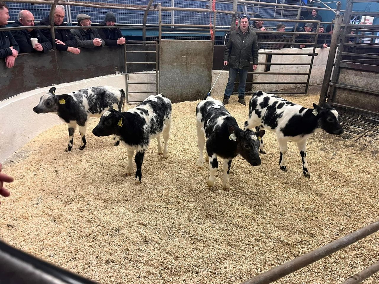 Well fed calves prove popular at Castleisland Mart
