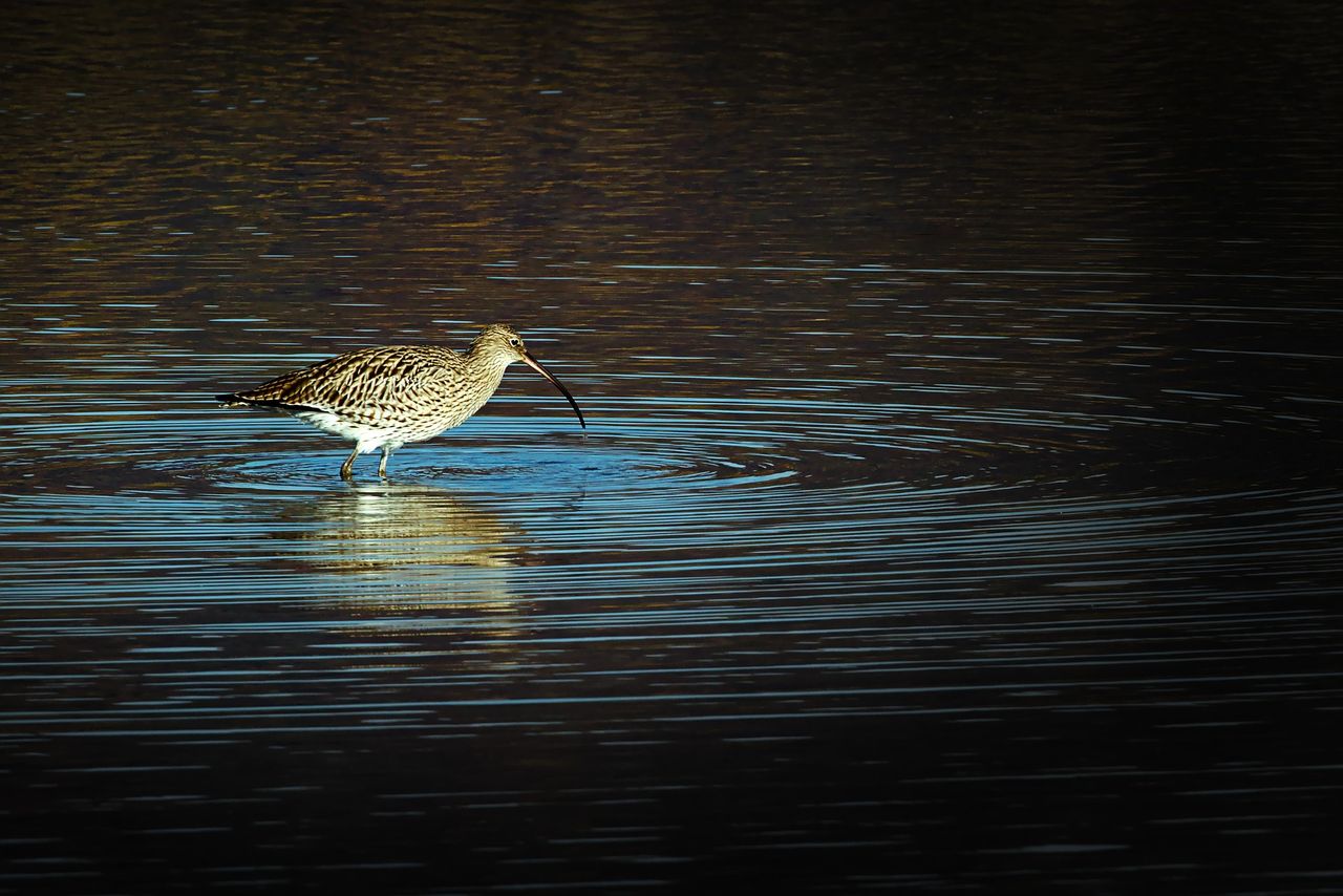 State to purchase island for protection of breeding waders