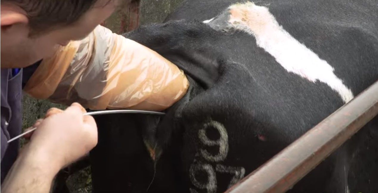 Breeding season: Time to 'pull the bull'