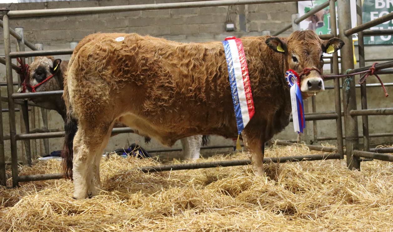 Aubrac Society sale sees in-calf heifer take top price