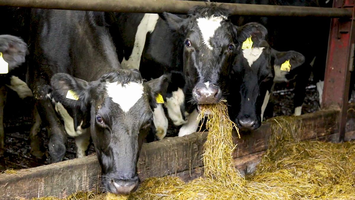UN food agency to issue guidance on safety of methane inhibitors