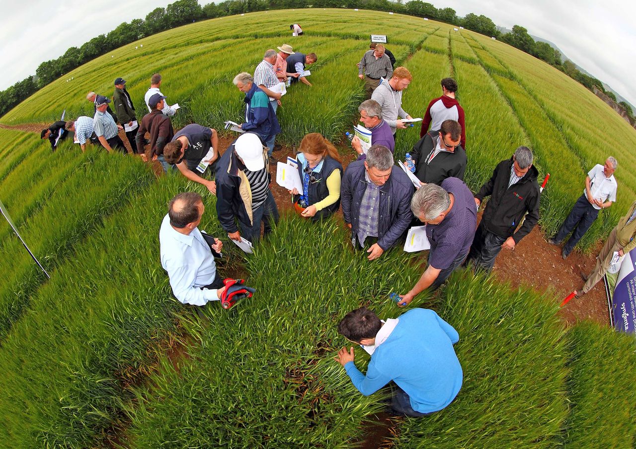 ‘Tillage farmers' margins increase with hybrids’