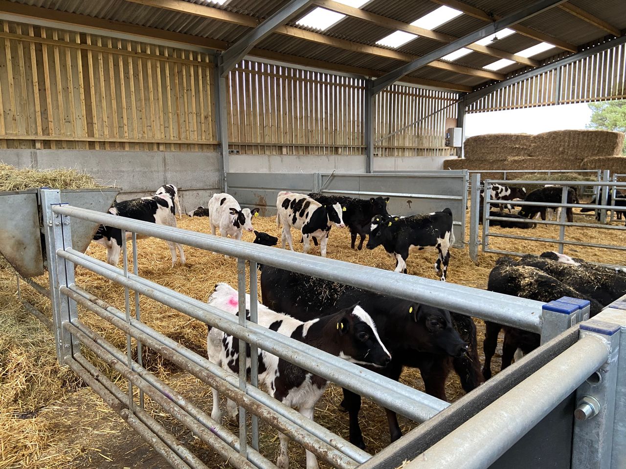Purpose-built calf house makes life easier for this UK-based dairy and beef farmer